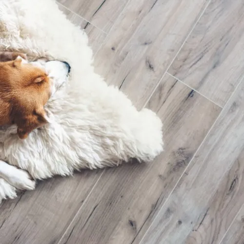 dog_vinyl_500x500 Tile Flooring | Burris Carpet Plus, Inc